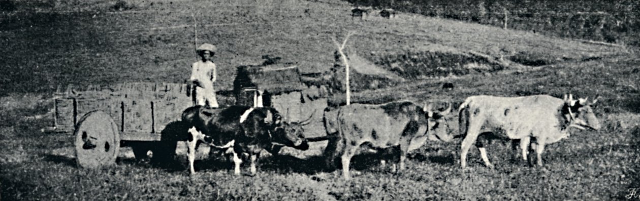 Carro de boi, 1895 da Paulo Sack