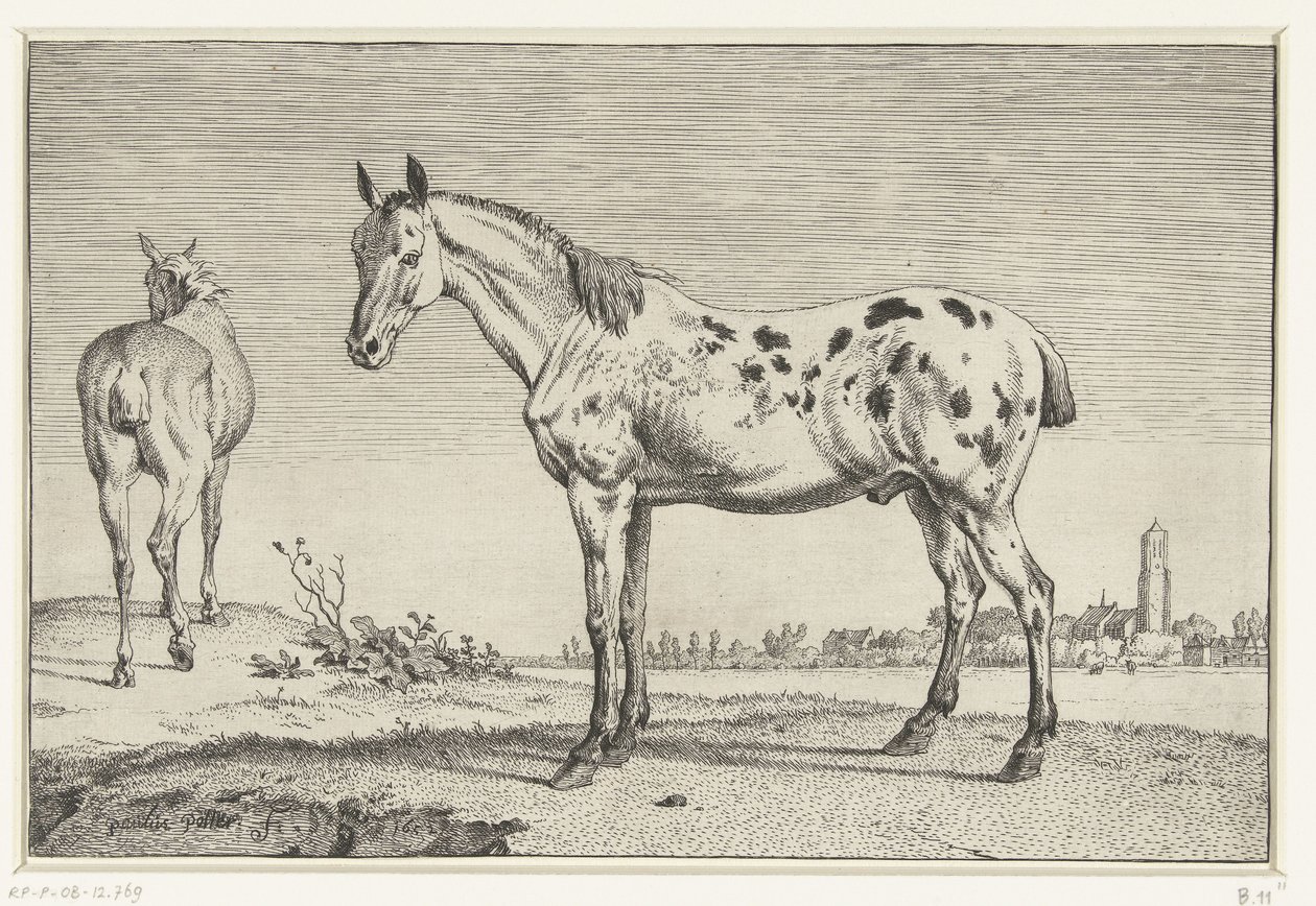 Il cavallo decapitato da Paulus Potter