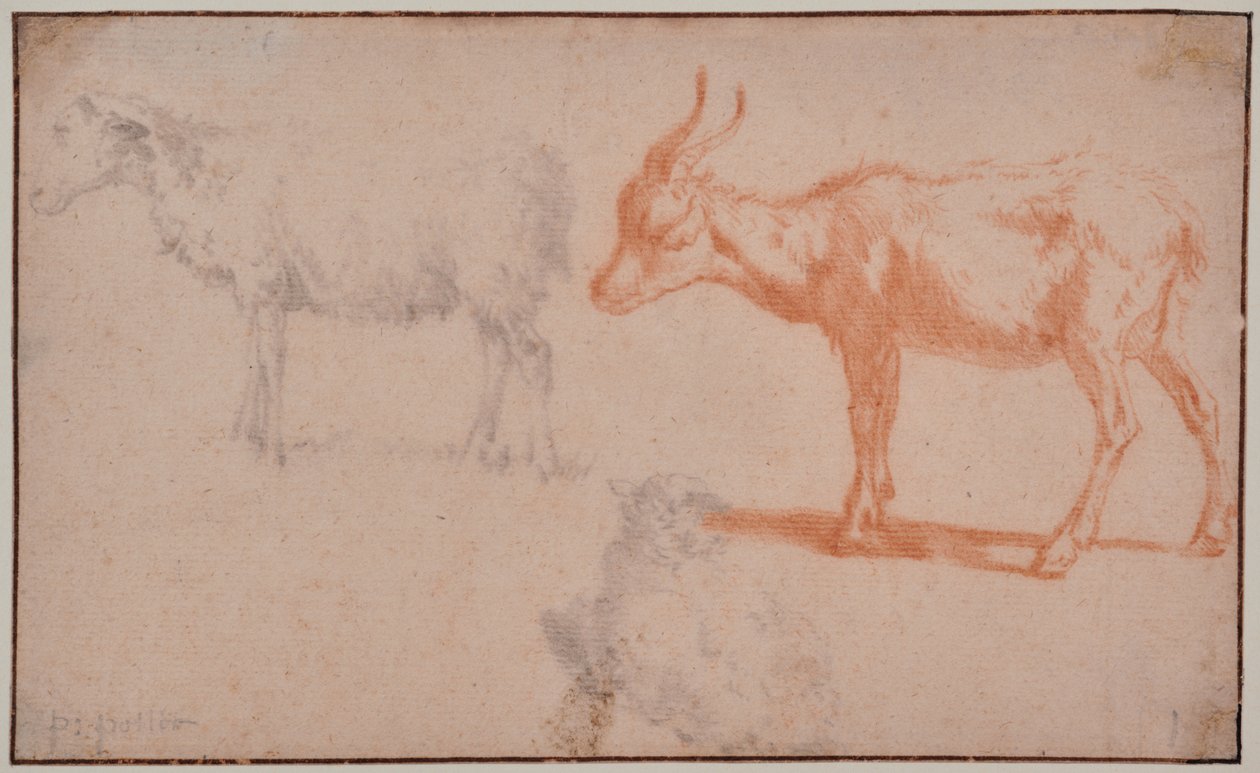 Due pecore e una capra (studi di animali) da Paulus Potter