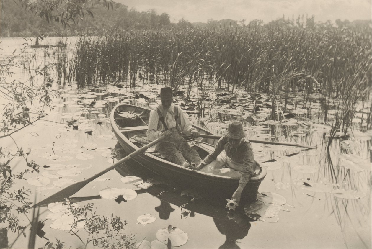 Raccolta di ninfee da Peter Henry Emerson