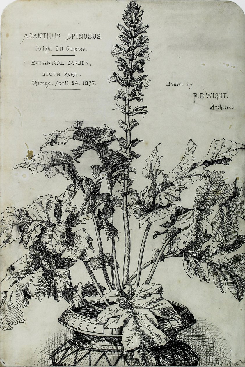 Acanthus Spinosus, Disegni di Presentazione da Peter Bonnett Wight