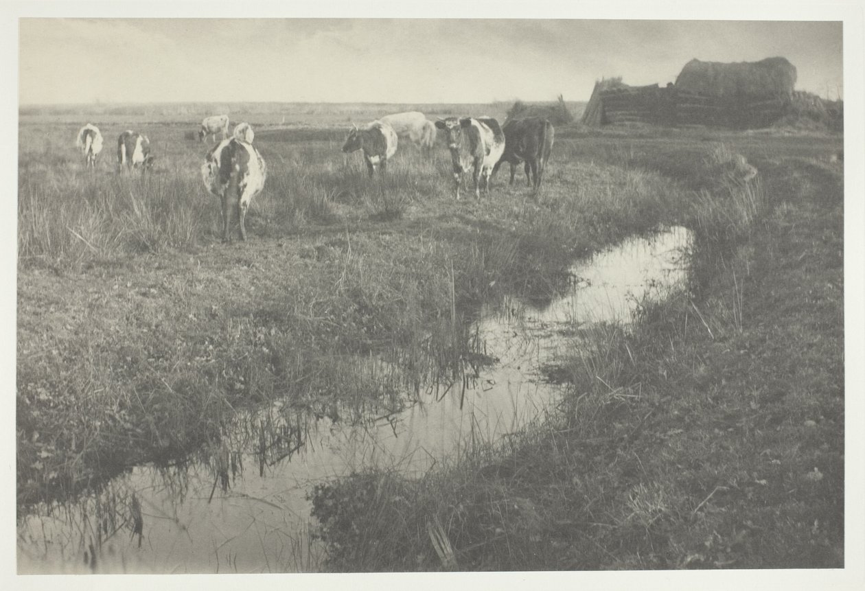 Bestiame in palude da Peter Henry Emerson
