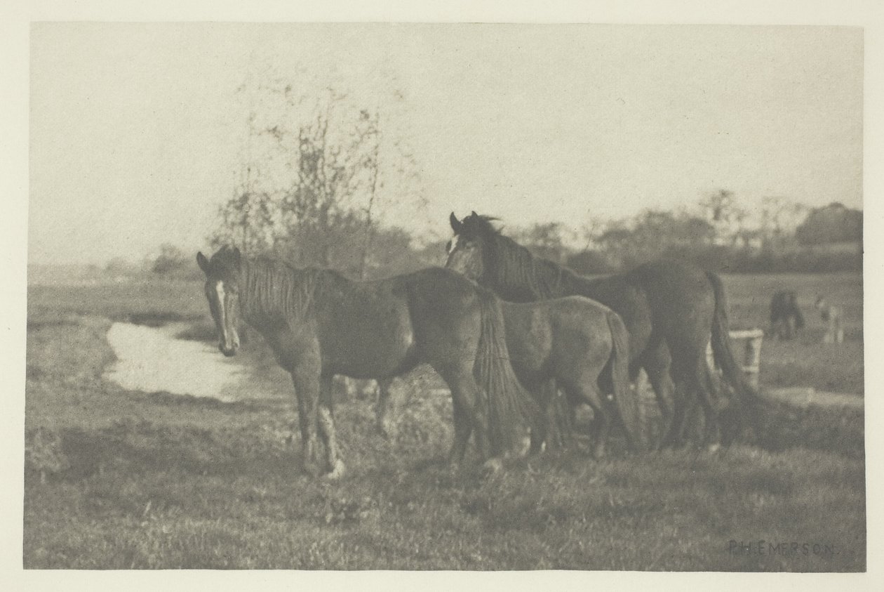 Puledri in una palude del Norfolk da Peter Henry Emerson