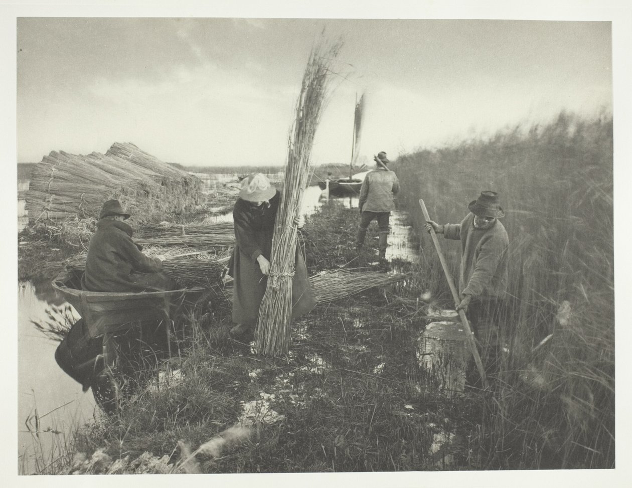 Durante la raccolta delle canne da Peter Henry Emerson