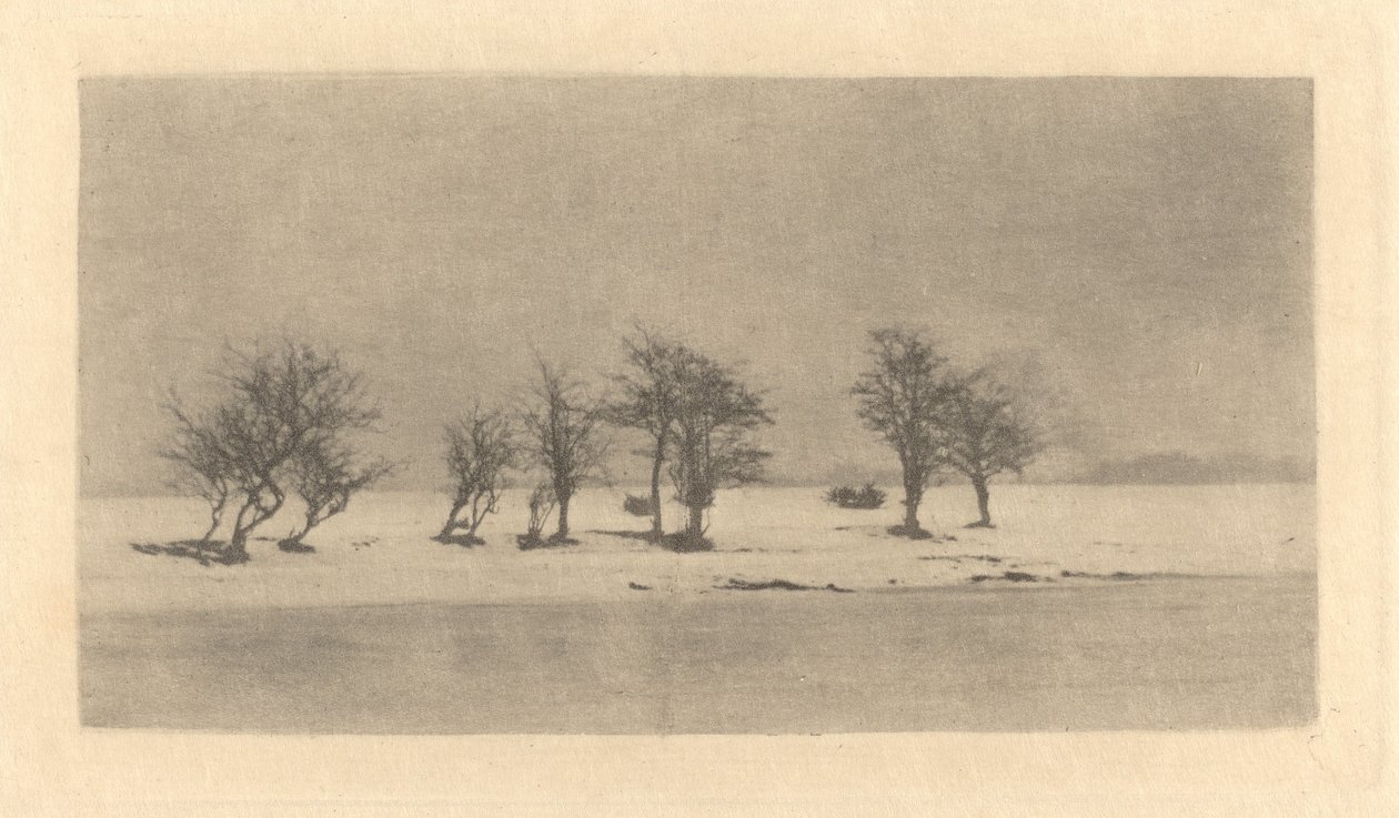 Alberi spinosi contorti da Peter Henry Emerson