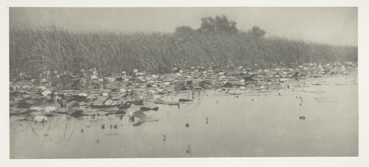 Ninfee da Peter Henry Emerson