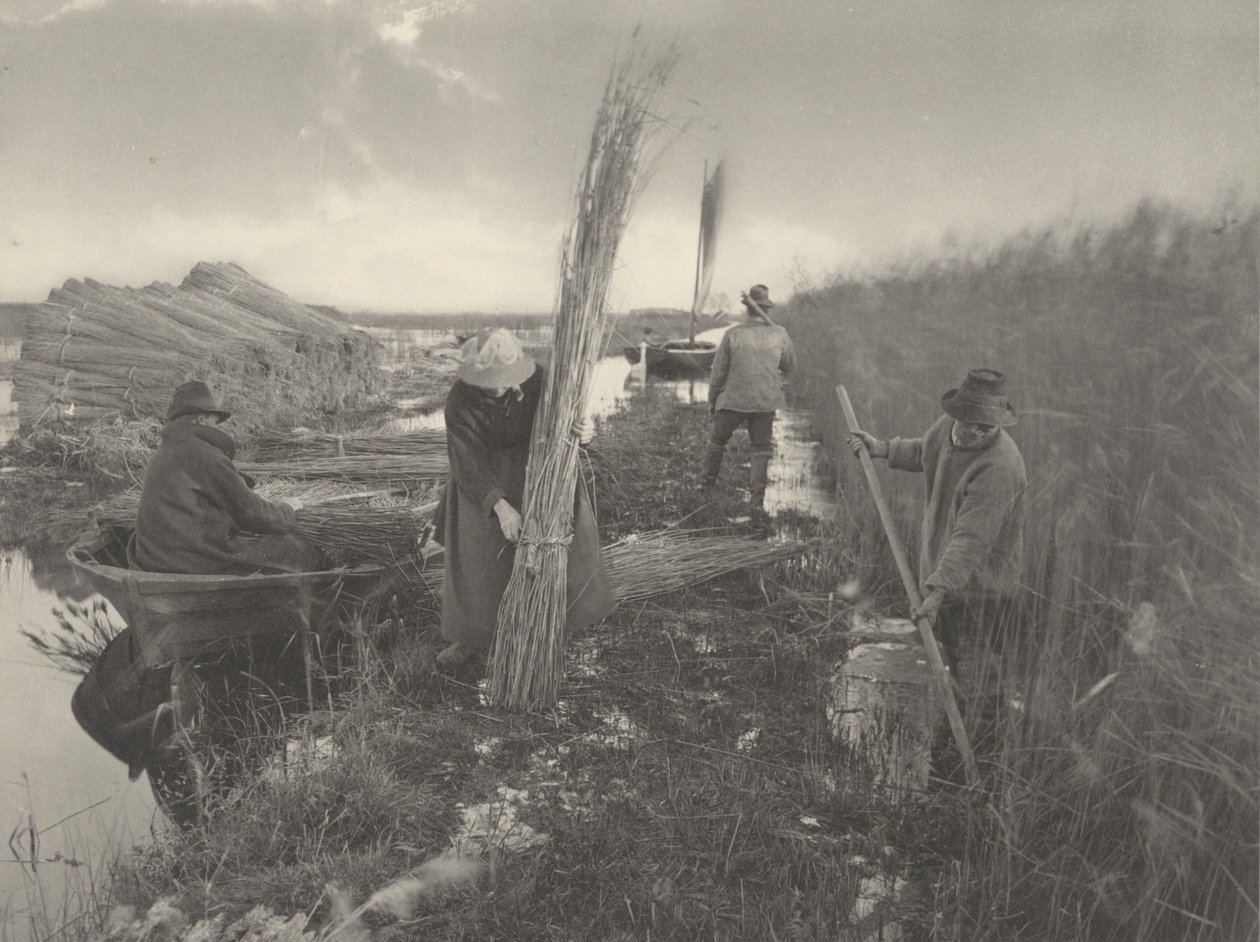 Durante la raccolta delle canne da Peter Henry Emerson and T.F. Goodall