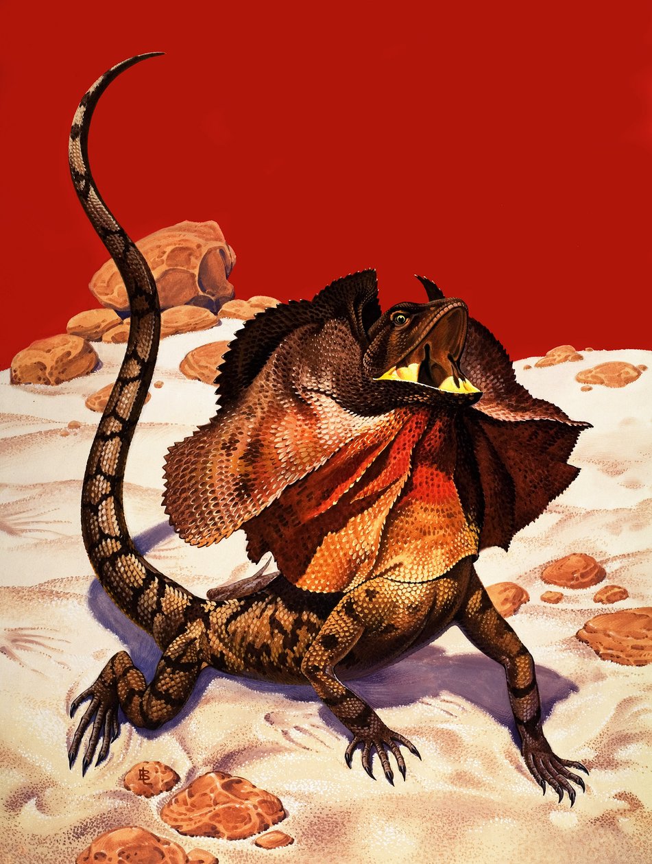 Lucertola a forma di becco (gouache su carta) da Peter Jackson