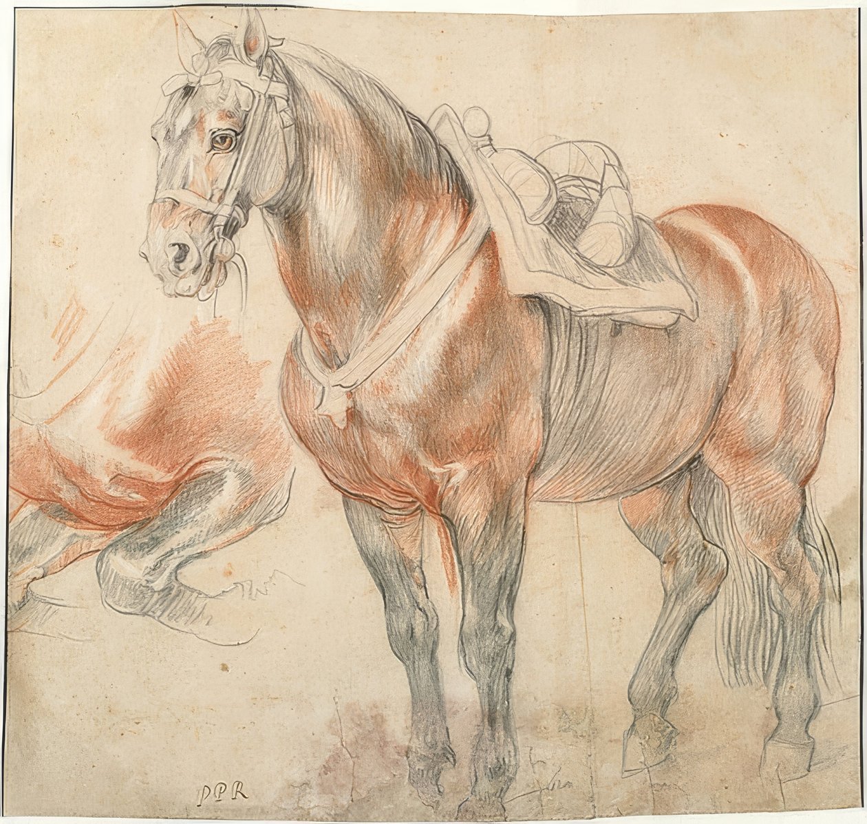 Cavallo sellato da Peter Paul Rubens