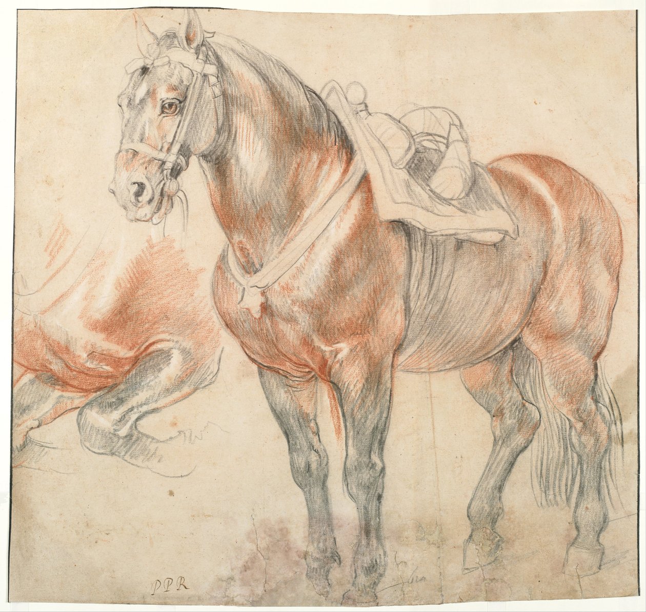 Cavallo sellato, c. 1616-1618 da Peter Paul Rubens
