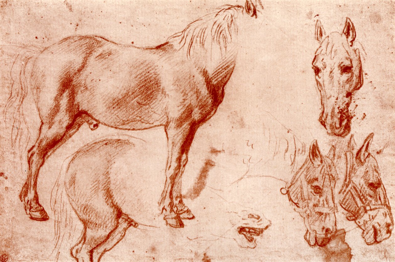 Studi di cavalli, 1913 da Peter Paul Rubens