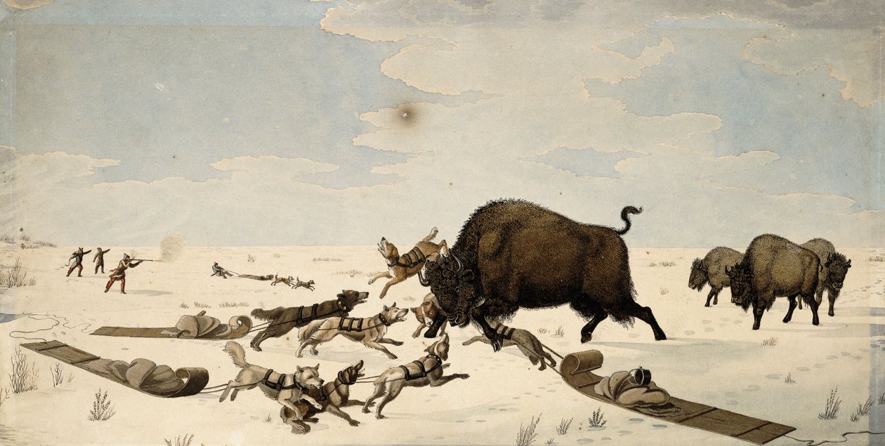 Caccia al bufalo, c.1822-1824 da Peter Rindisbacher