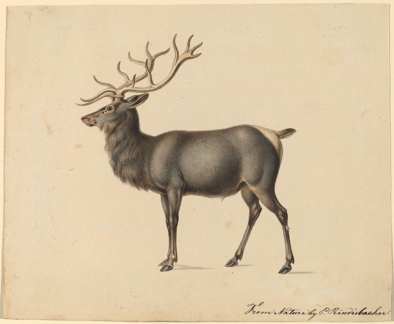 Alce Europeo da Peter Rindisbacher