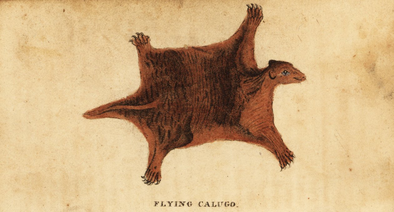 Lemure volante filippino, Cynocephalus volans, 1800 da Peter Simon Pallas
