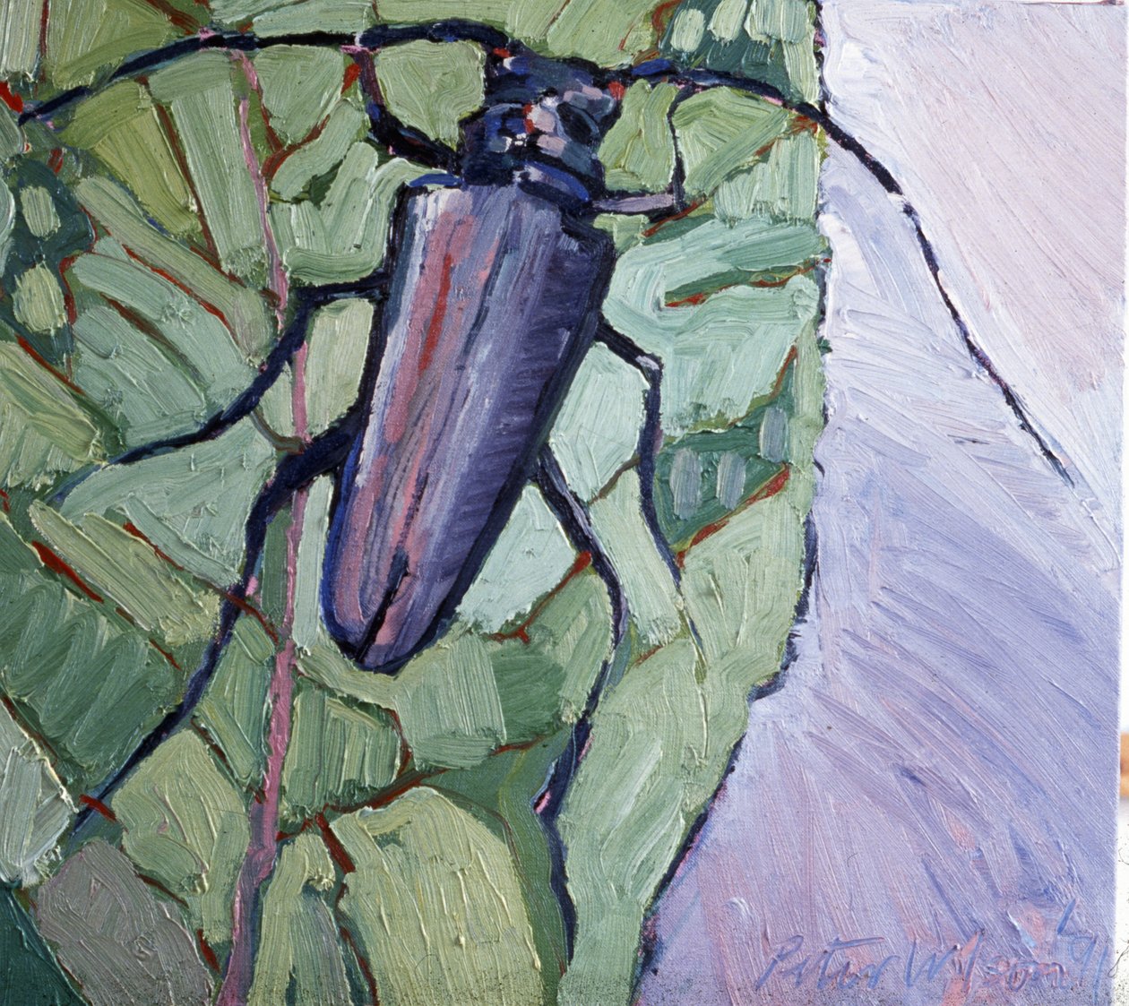 Scarabeo muschiato da Peter Wilson