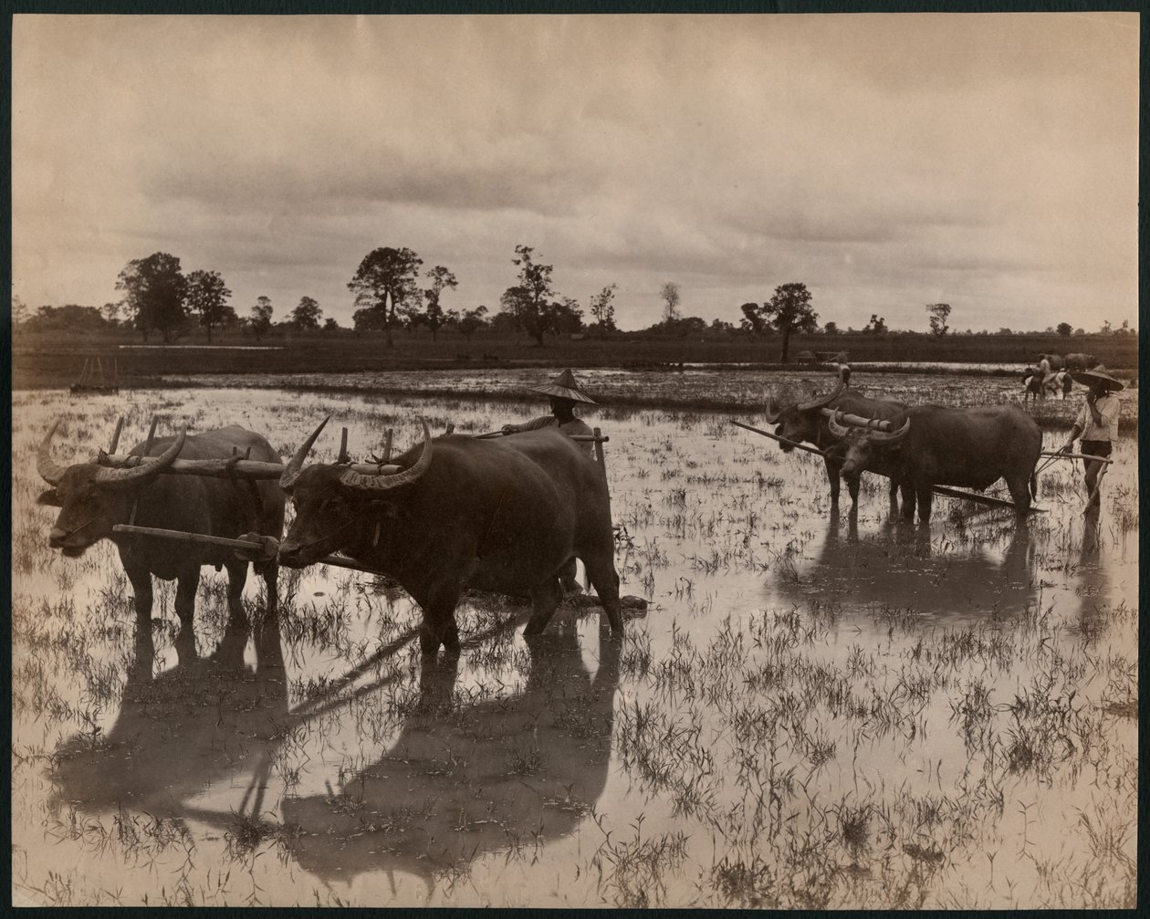 Lavoro agricolo da Philip Adolphe Klier