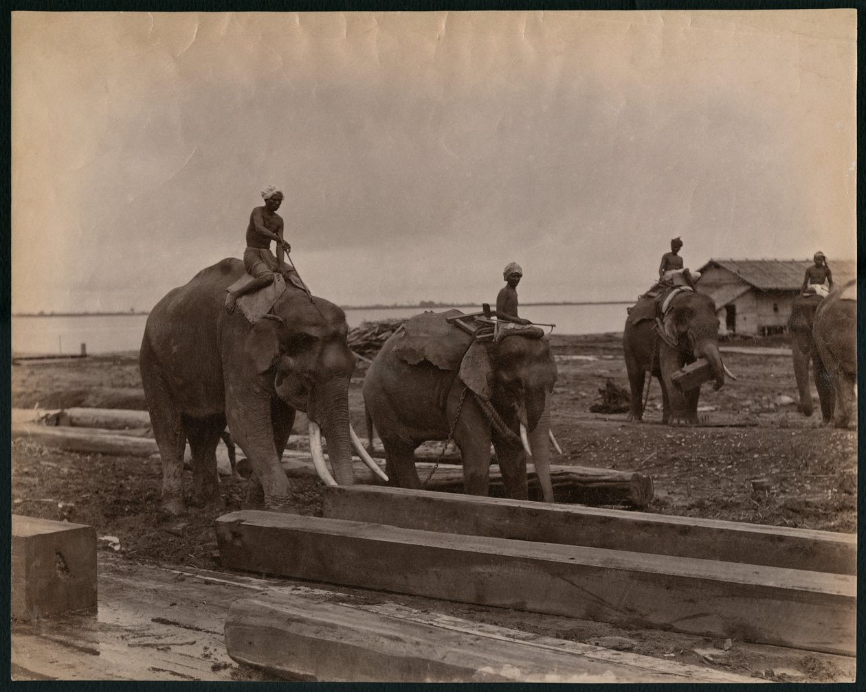 Lavorare con gli elefanti, c.1880 da Philip Adolphe Klier
