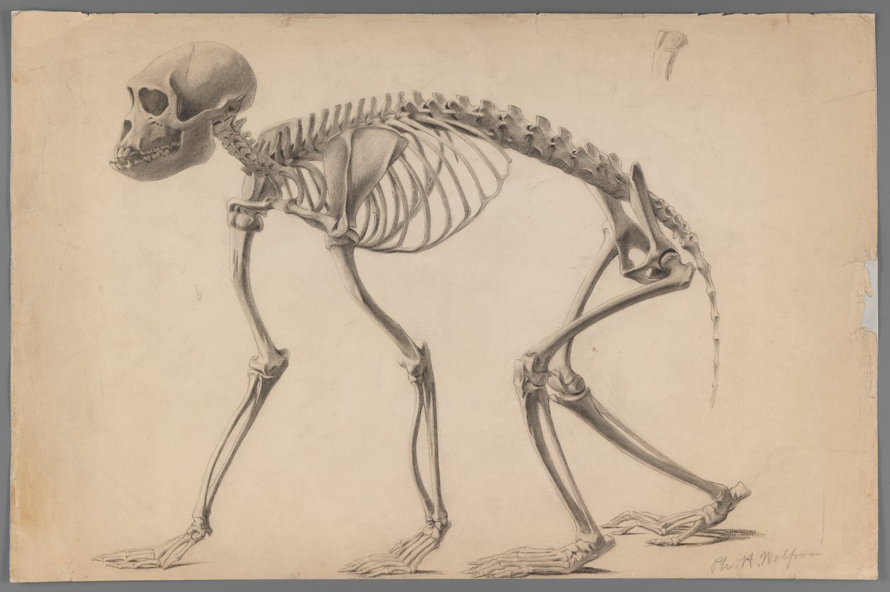 Scheletro di un primate da Philip H. Wolfrom