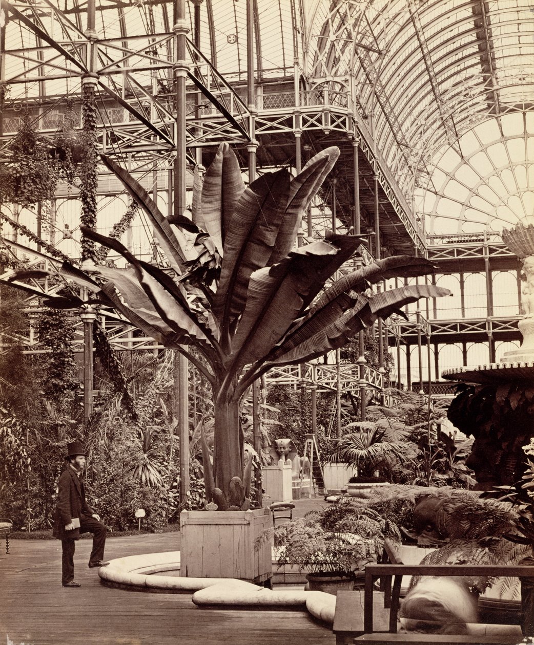 Piante tropicali nella Sala Egiziana, Crystal Palace, Sydenham, 1854 da Philip Henry Delamotte