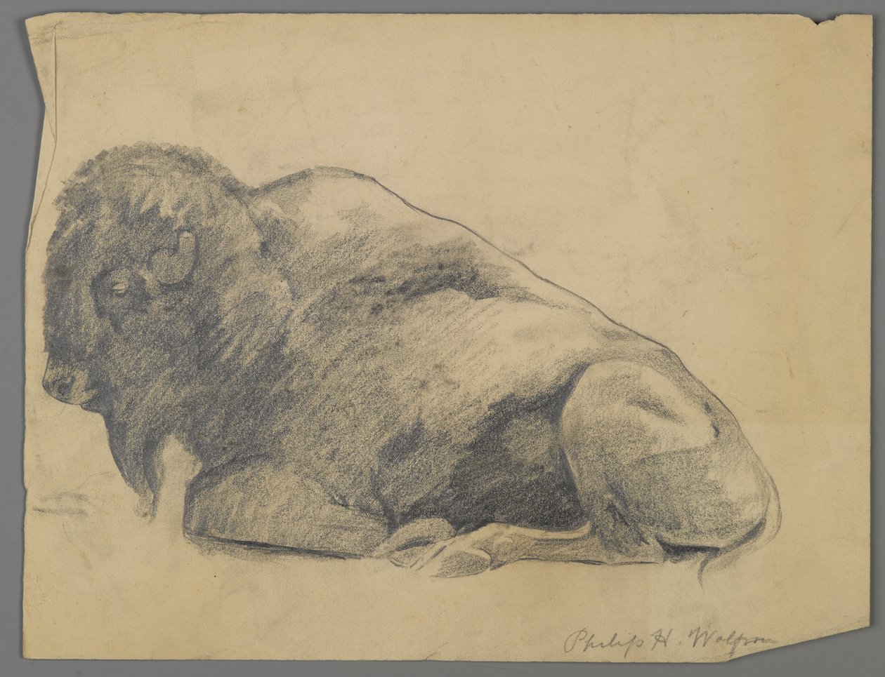 Bisonte da Philip H. Wolfrom
