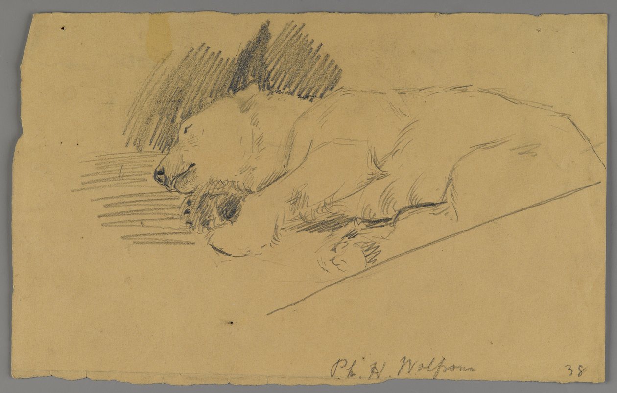 Orso polare dormiente da Philip H. Wolfrom
