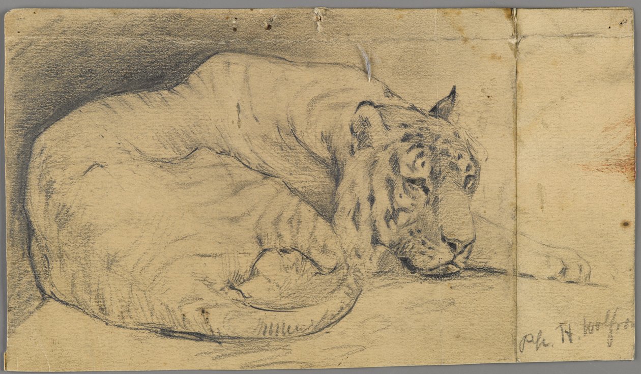 Tigre addormentata da Philip H. Wolfrom