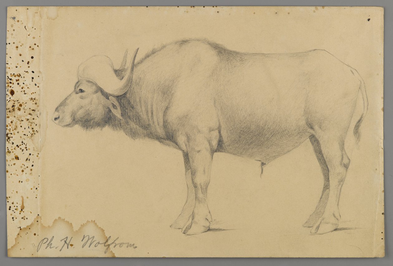 Bufalo d