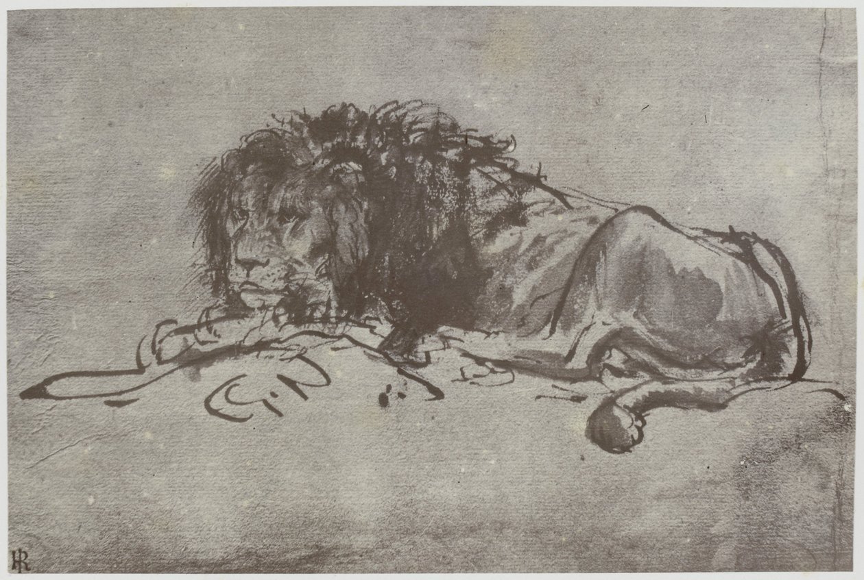 Un leone da Philip Henry Delamotte