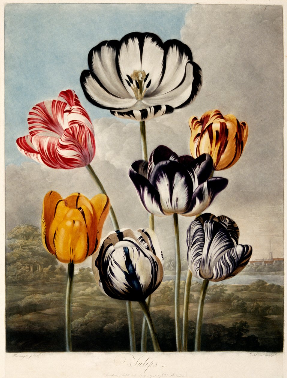 Tulipani da Philip Reinagle