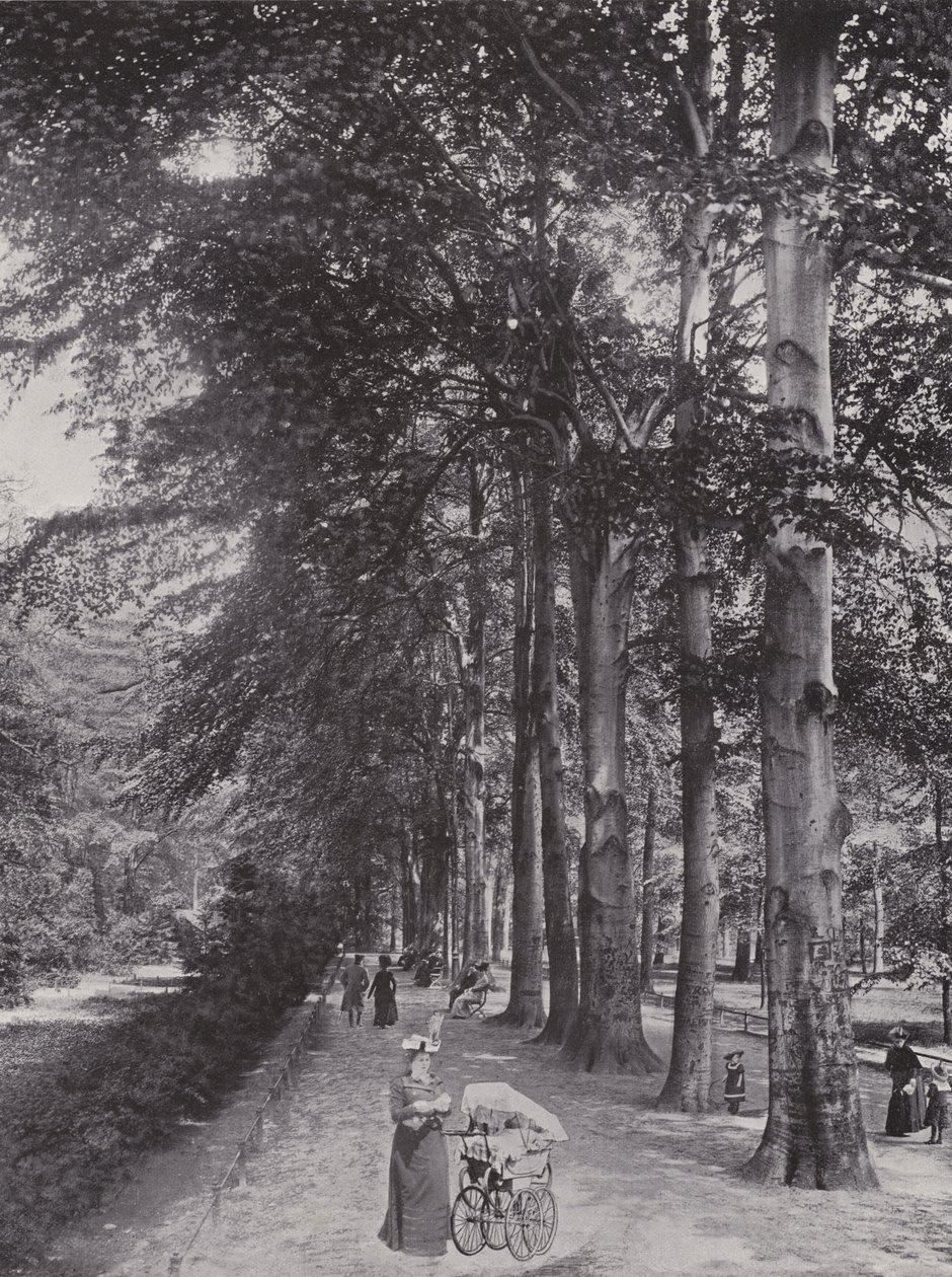 Nel Tiergarten, un sentiero ombreggiato da Photographer German