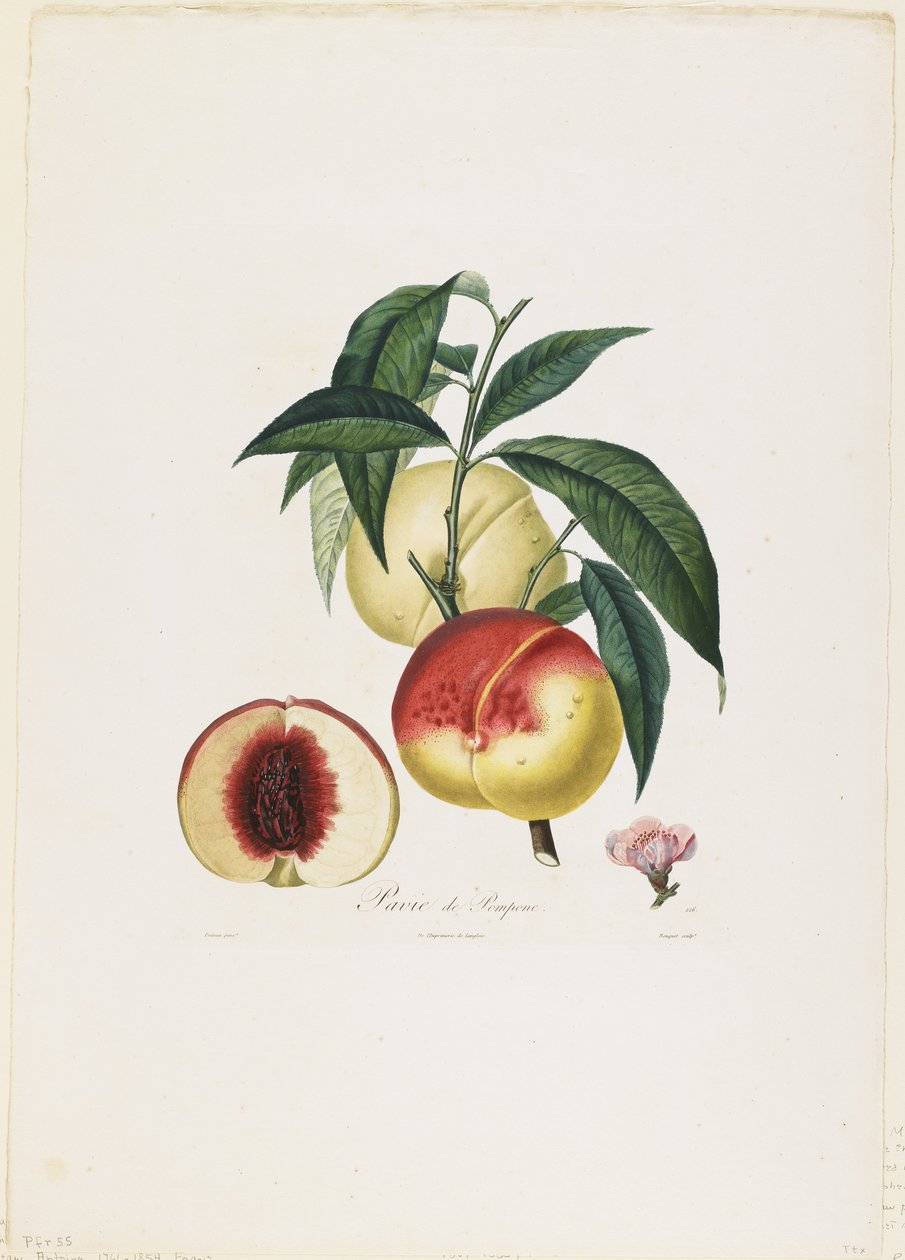 Pavie de Pompone. (Pesche), da Traite des Arbres Fruitiers, 1807-35 da Pierre Antoine Poiteau
