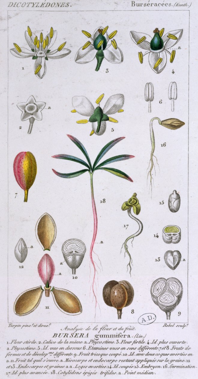 Bursera Gummifera, inciso da Rebel c.1810-20 da Pierre Jean Francois Turpin