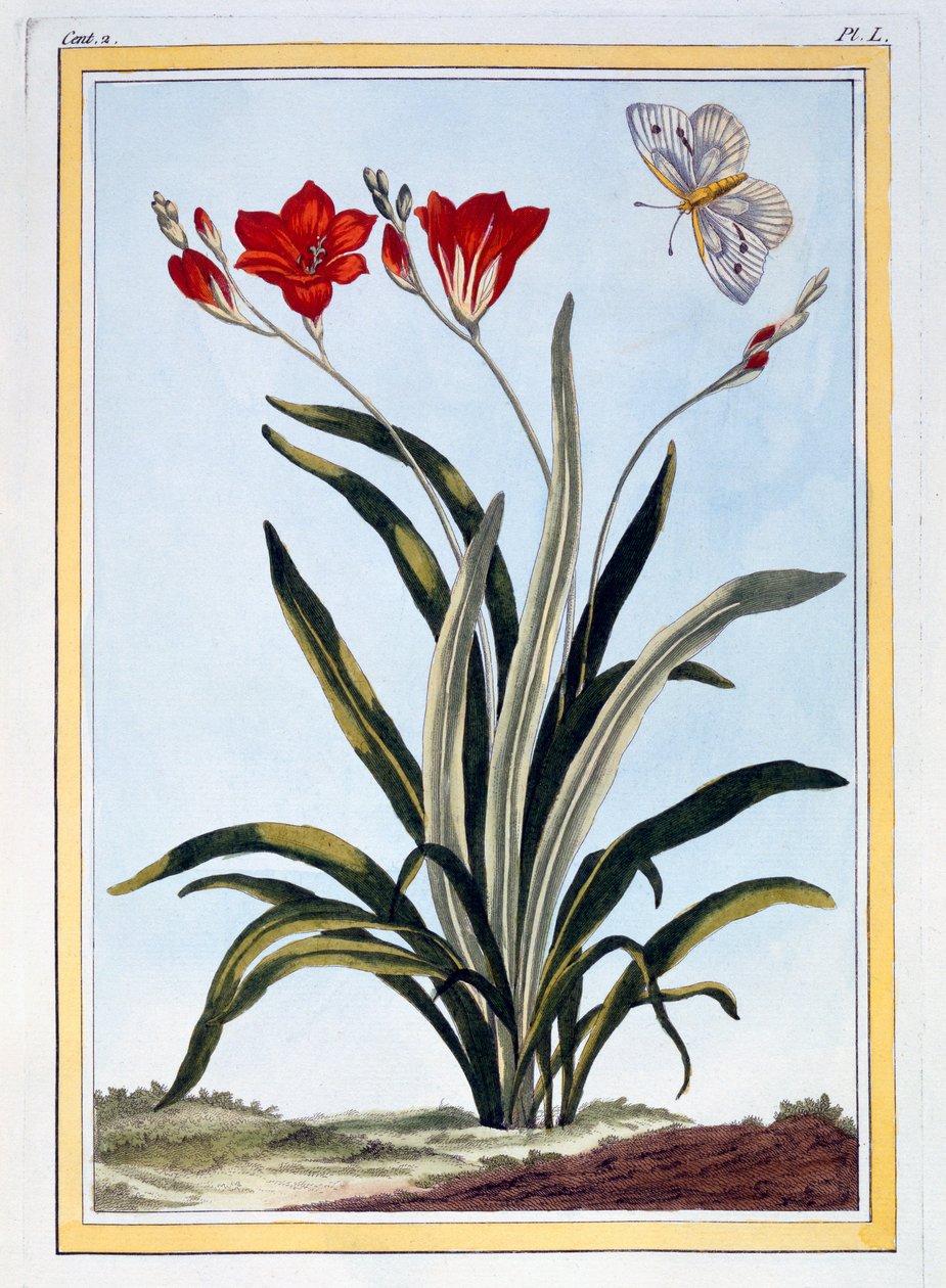 Giglio di campo, c.1766 da Pierre Joseph Buchoz