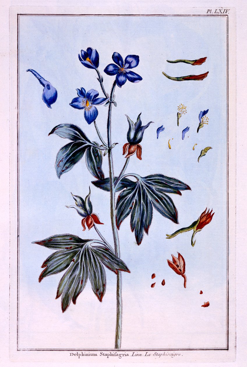 Delphinium da Pierre Joseph Buchoz