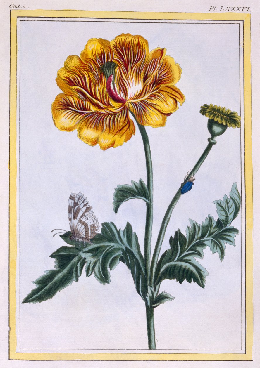Ranuncolo strisciante doppio, Ranunculus repens Var: Pleniflorus, c.1776 da Pierre Joseph Buchoz