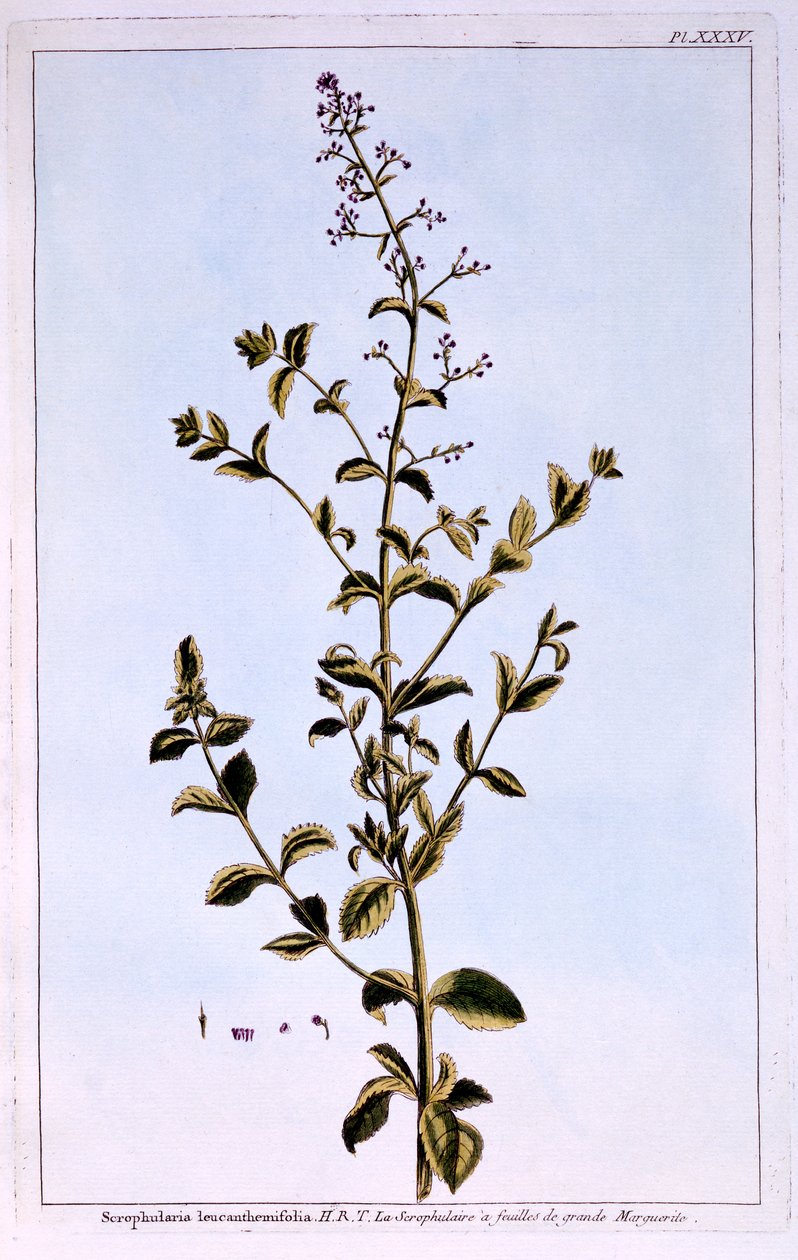 Scrofularia da Pierre Joseph Buchoz