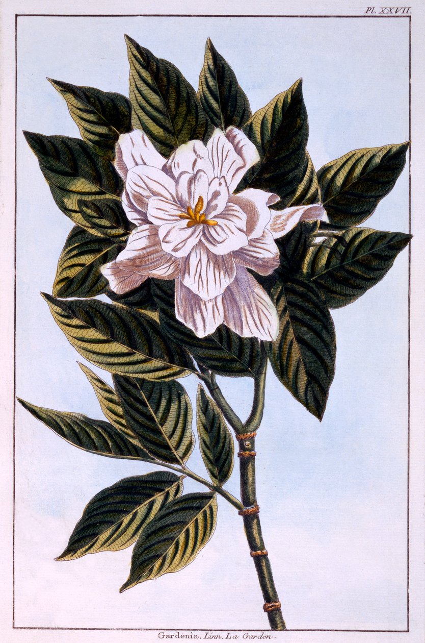 Gardenia G. augusta, illustrazione da 