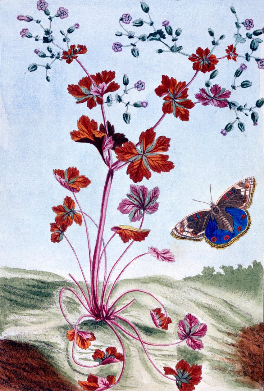 Geranio lucido, c.1766 (incisione colorata a mano) da Pierre Joseph Buchoz