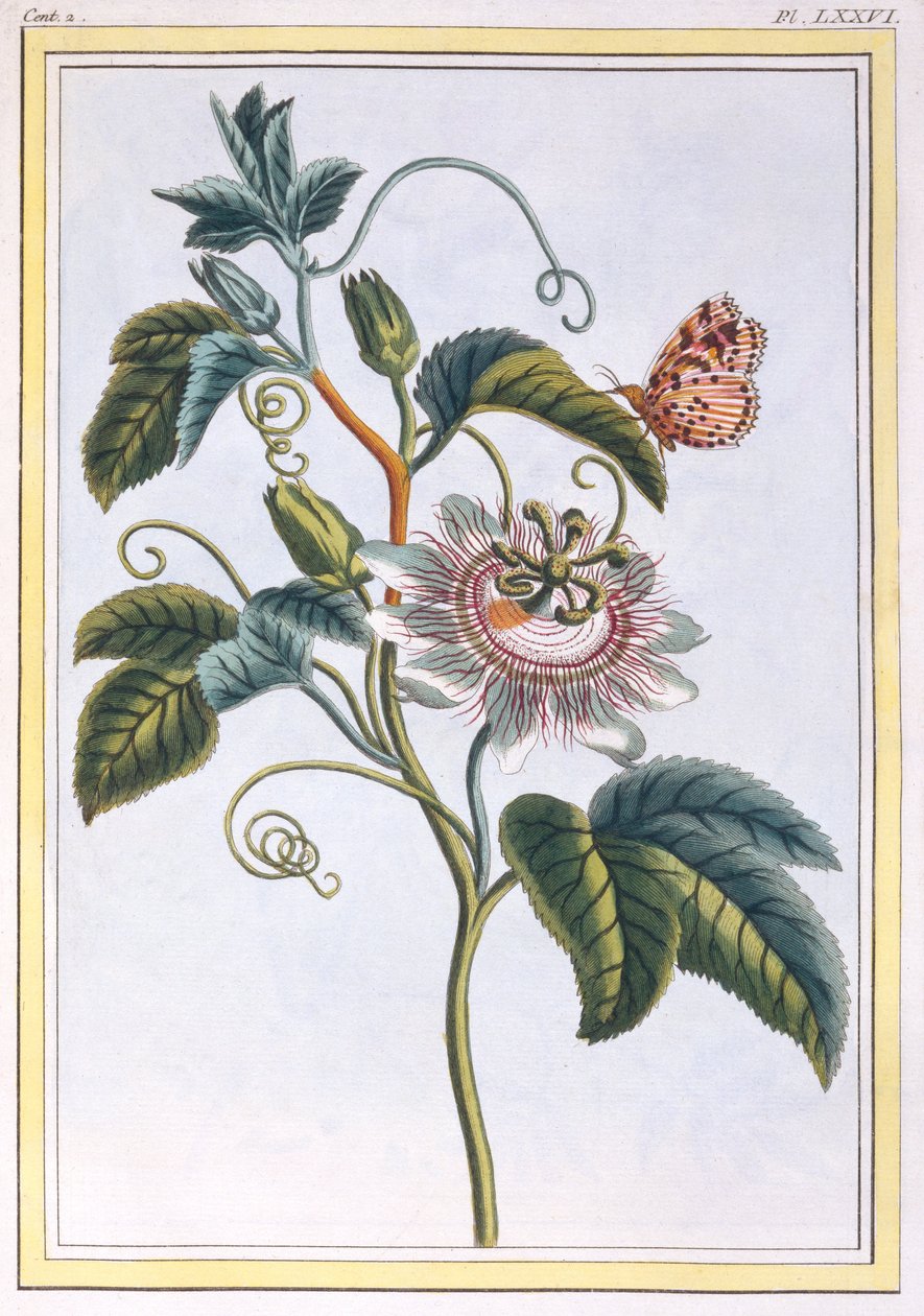 La Grenadille o Le Maracot (Fiore della Passione Blu), c.1766 da Pierre Joseph Buchoz