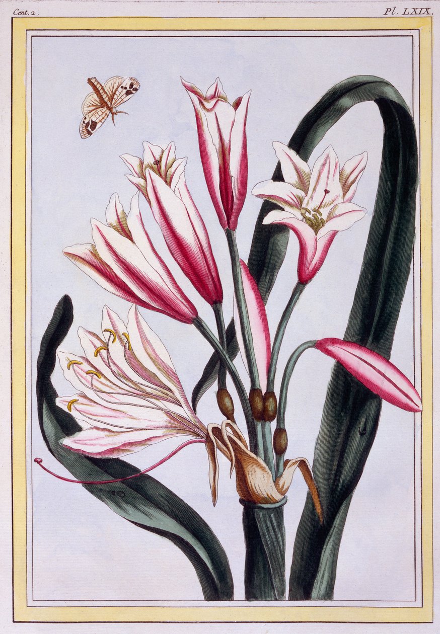 Amarillide a foglie lunghe, c.1776 da Pierre Joseph Buchoz