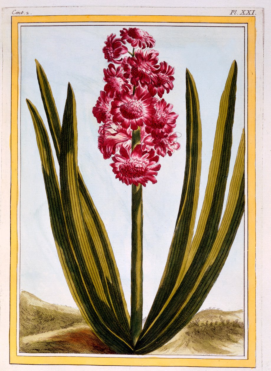 Rosso Reale da Pierre Joseph Buchoz
