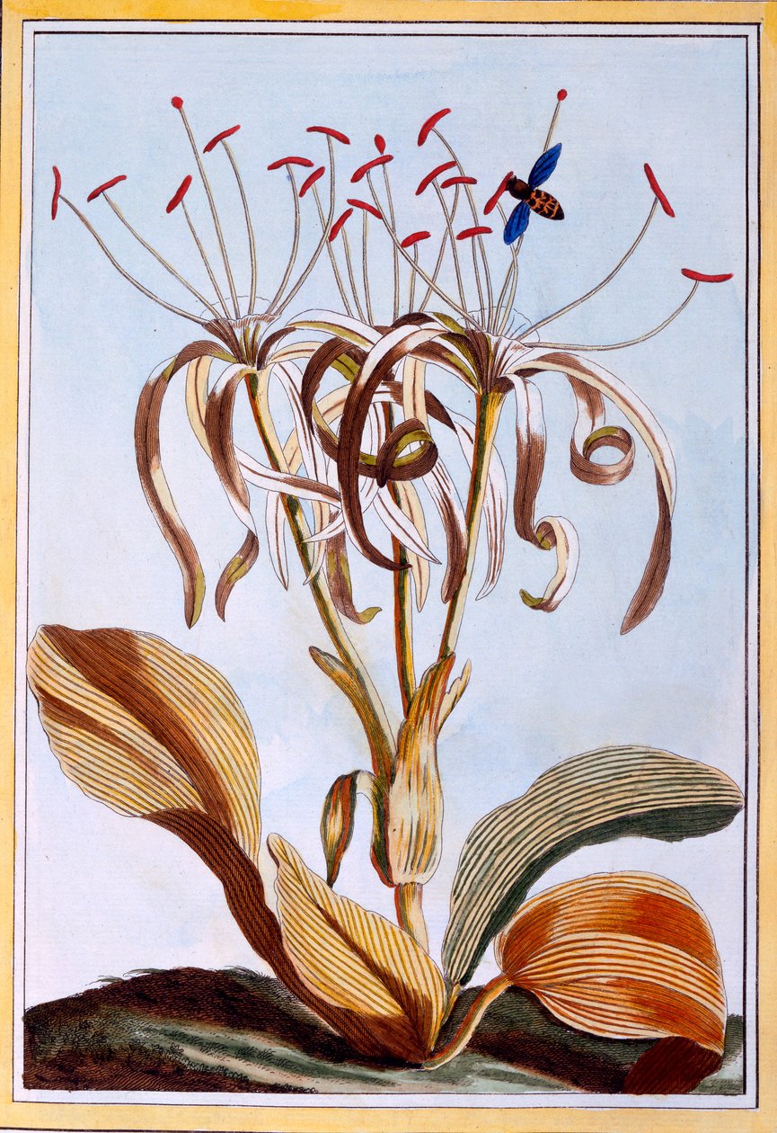 Giglio di mare, c.1776 da Pierre Joseph Buchoz