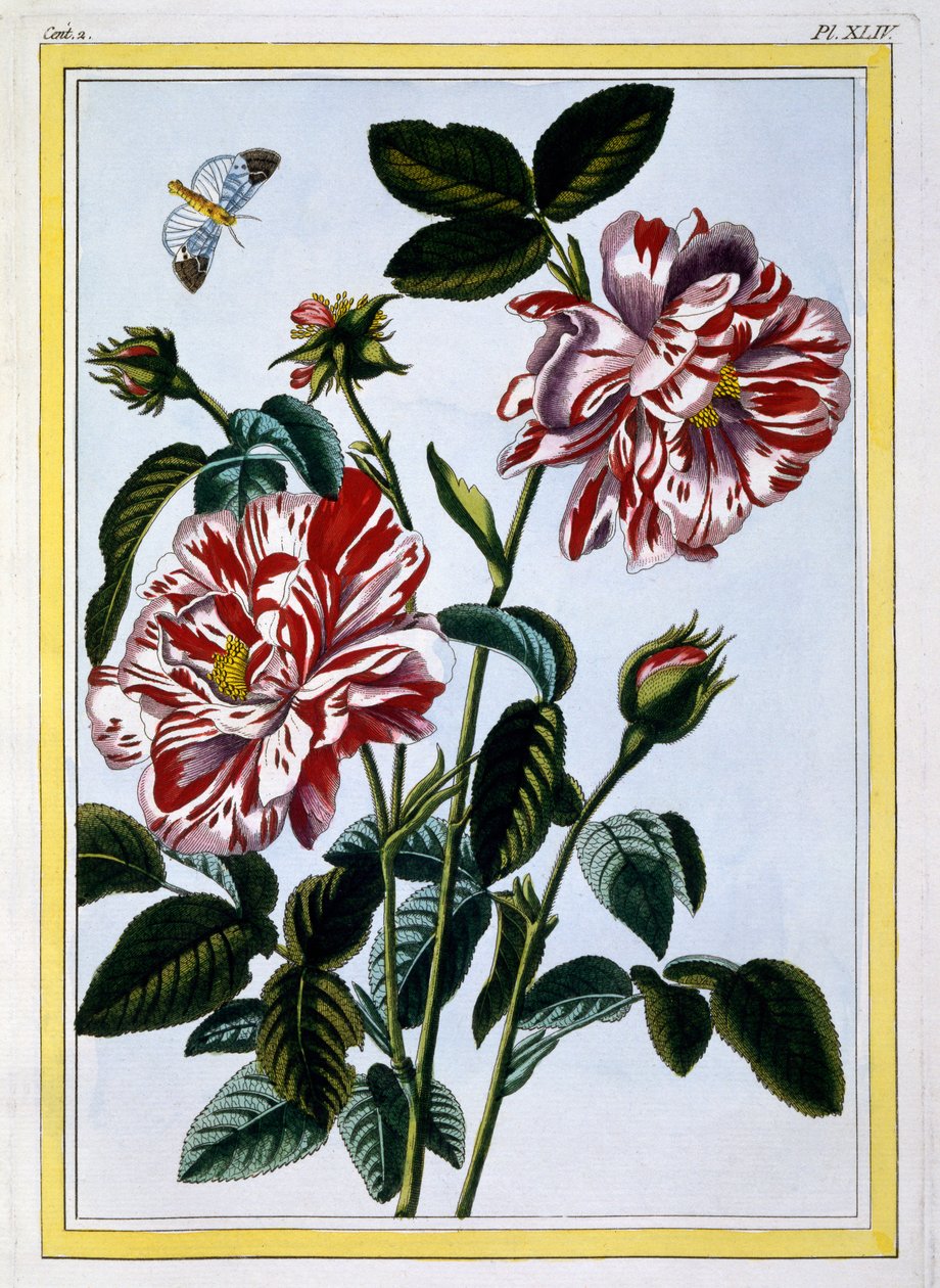 La rosa variegata d