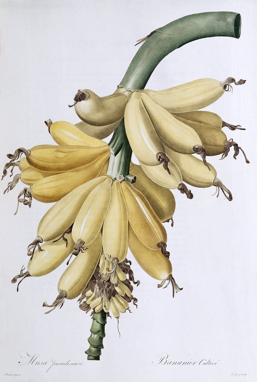 Banana, 1816 da Pierre Joseph Redouté