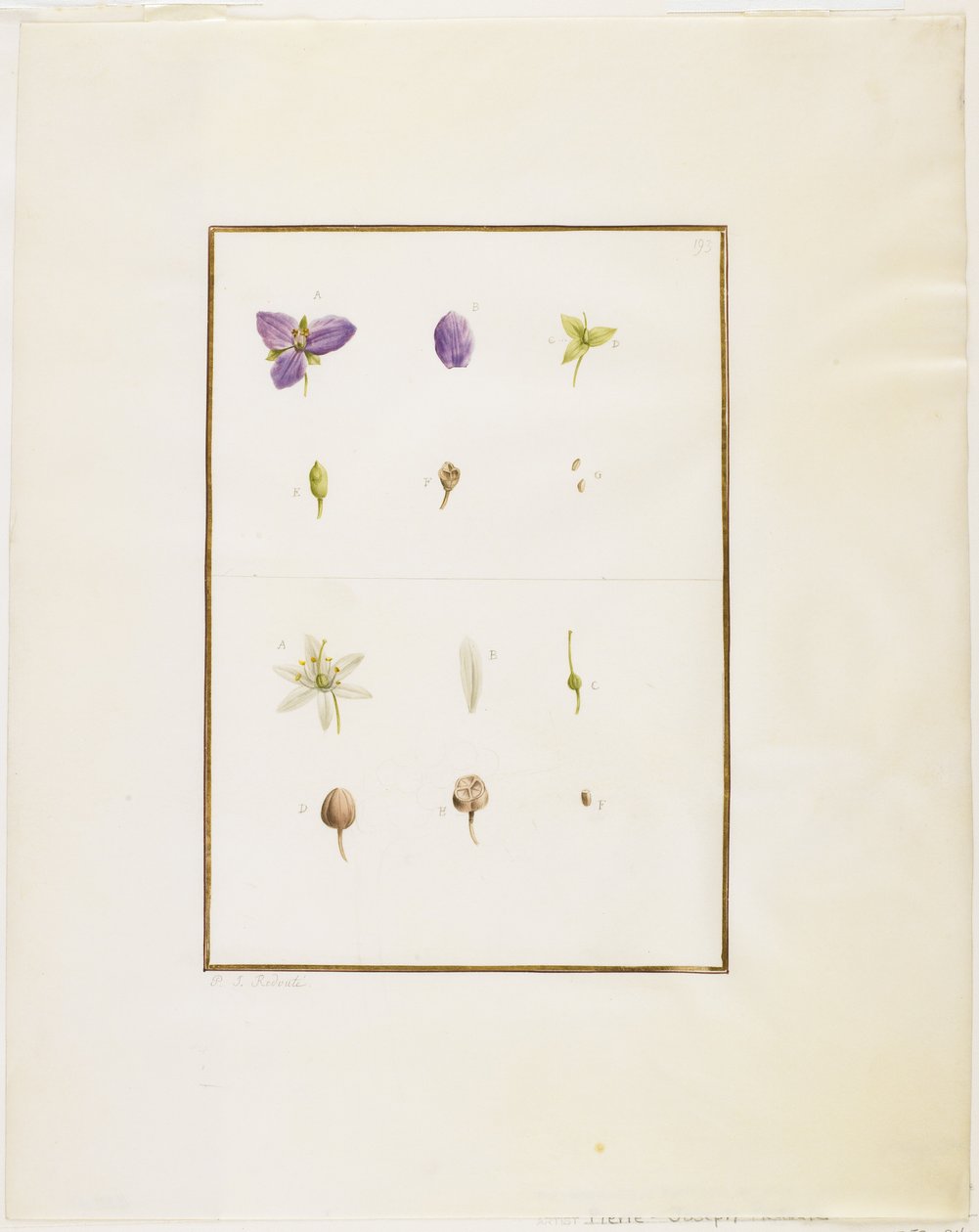 Dissezione botanica: Spiderwort e Senna da Pierre Joseph Redouté