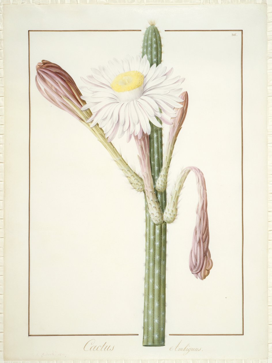 Cactus Ambiguus, 1812 da Pierre Joseph Redouté