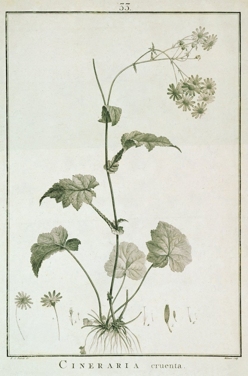Cineraria Cruenta, da 