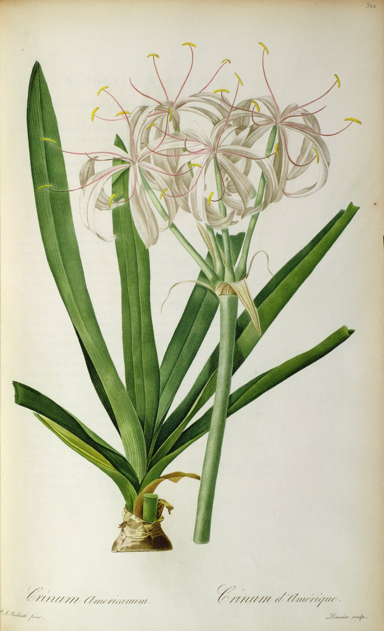 Crinum Americanum, da 