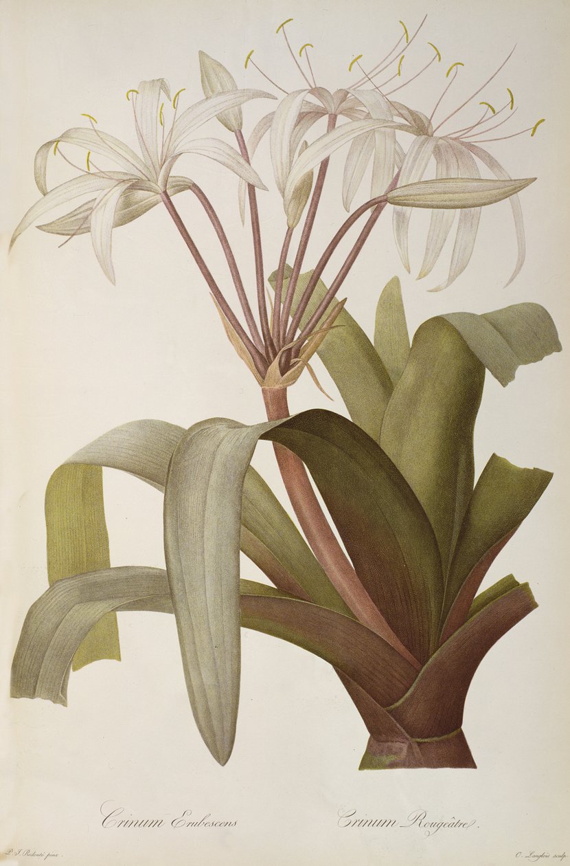 Crinum Erubescens o Crinum Rougeatre, da 