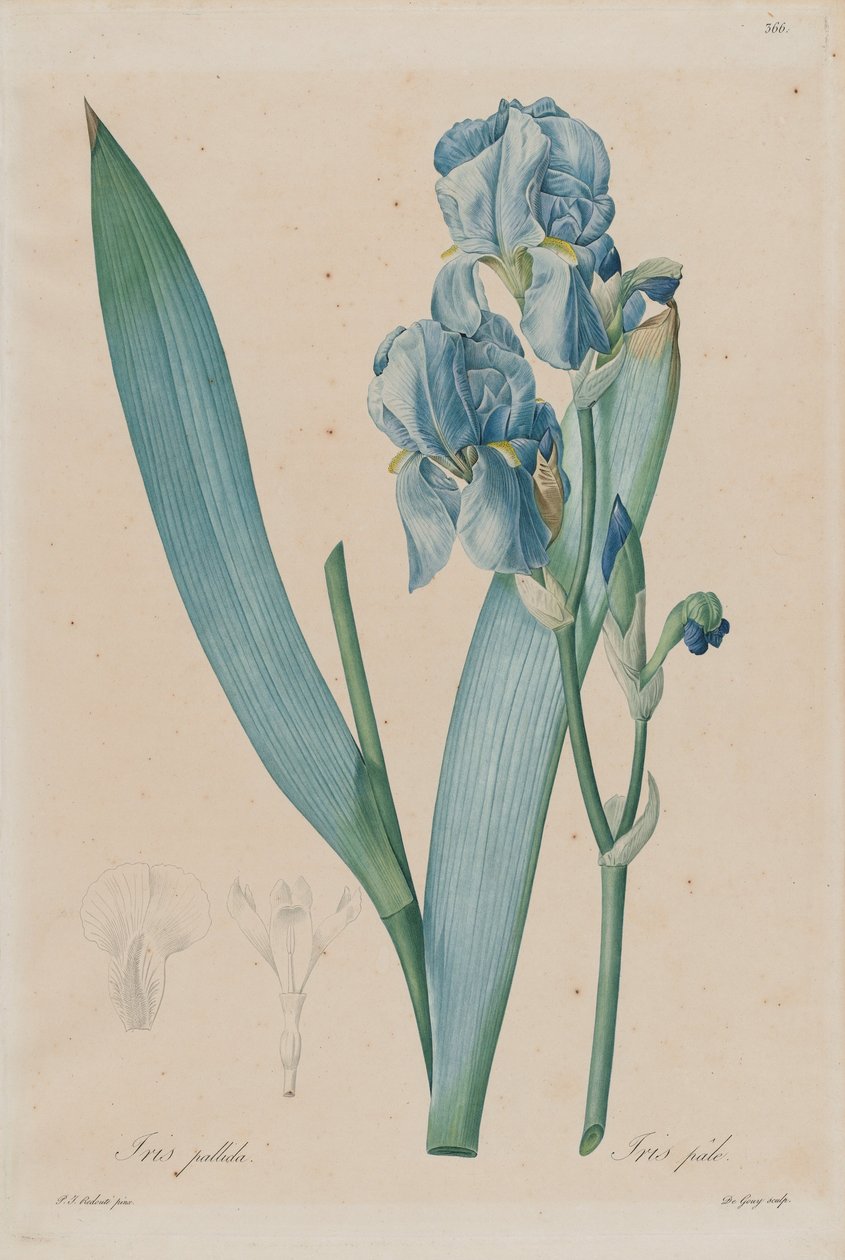 Iris Dalmata (Iris pallida), tavola 366, vol. 7 di Pierre-Joseph Redouté, Les Liliacées, Parigi da Pierre Joseph Redouté